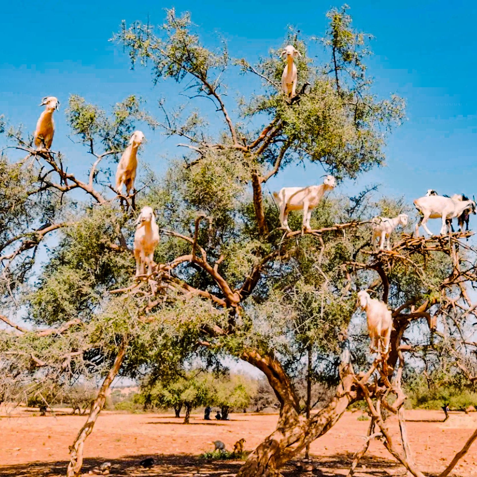 Several Moroccan goats on a tree.