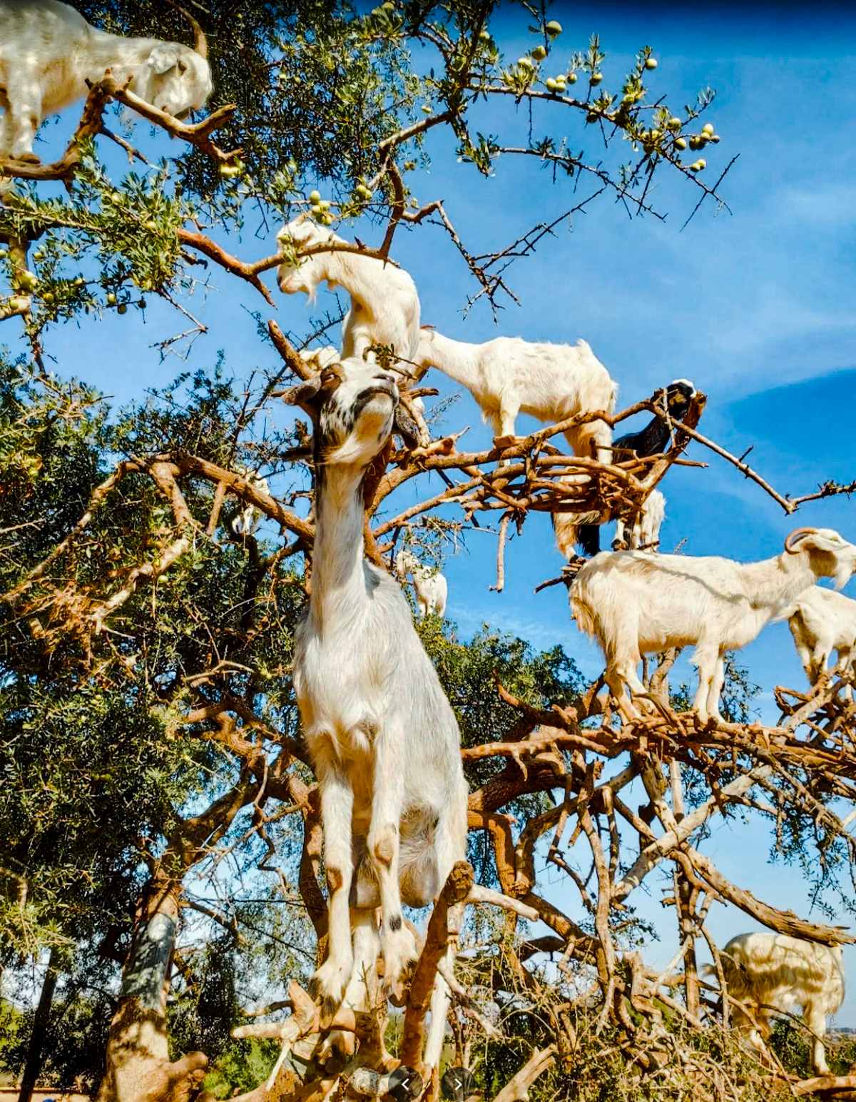 Tree climbing goats in morocco.