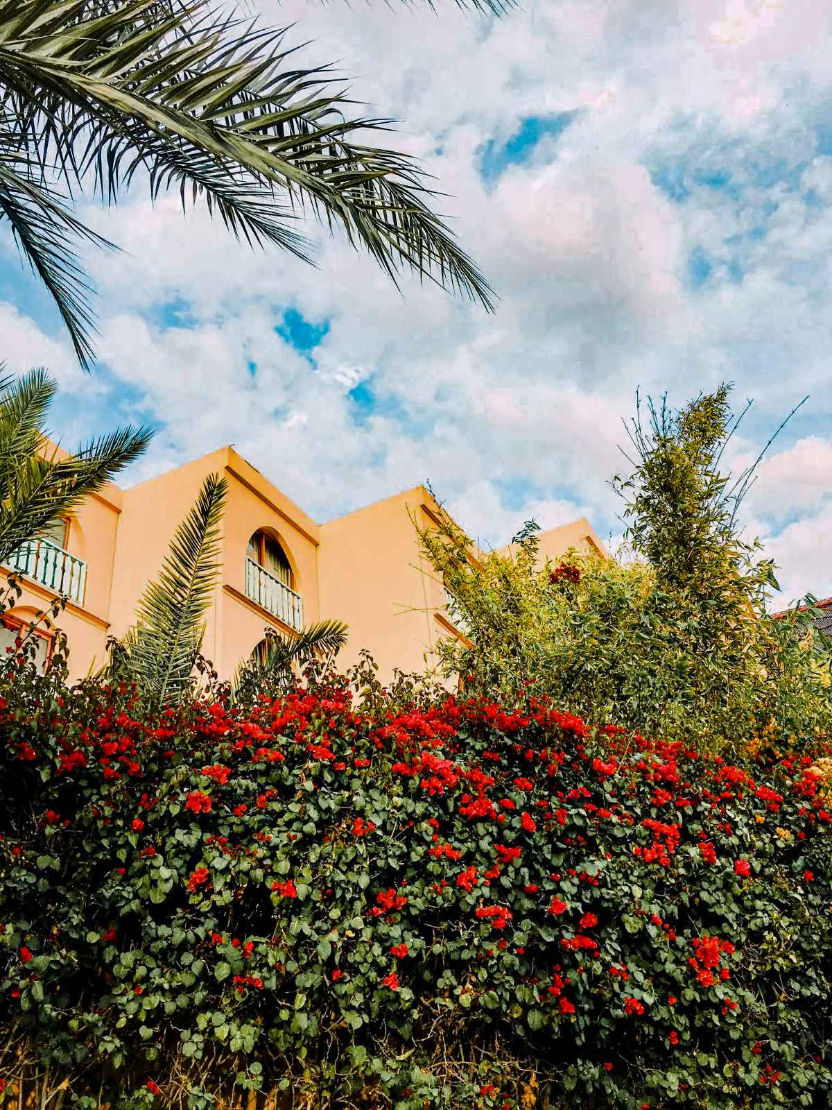 Beautiful red flowers in front of Le Meridien Hotel in Marrakech.