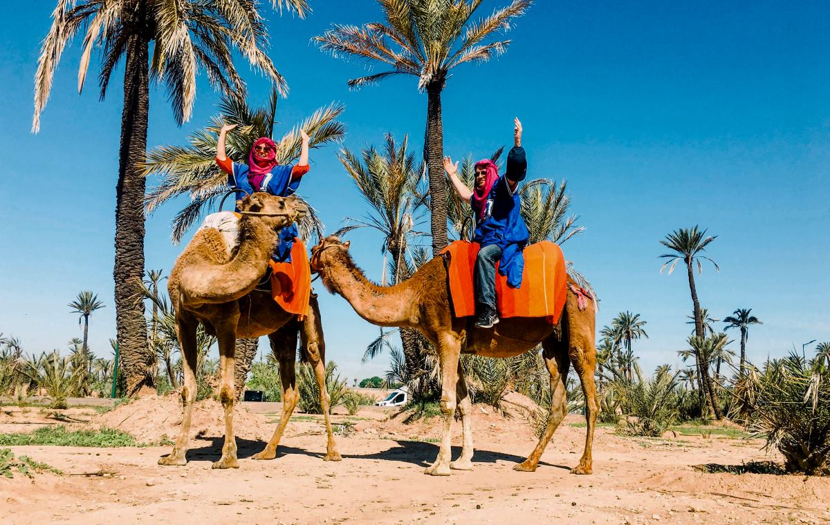 Two adults with their arms in the air on two camels on a tour.