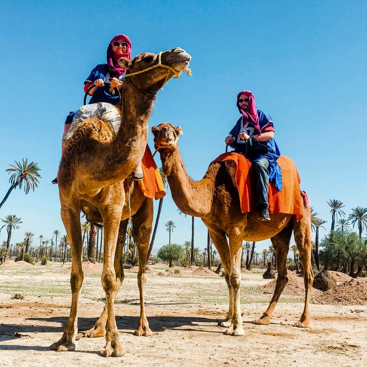 A couple riding two camels in the dessert of Marrakech.