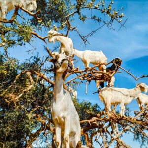 Several goats climbing on trees.