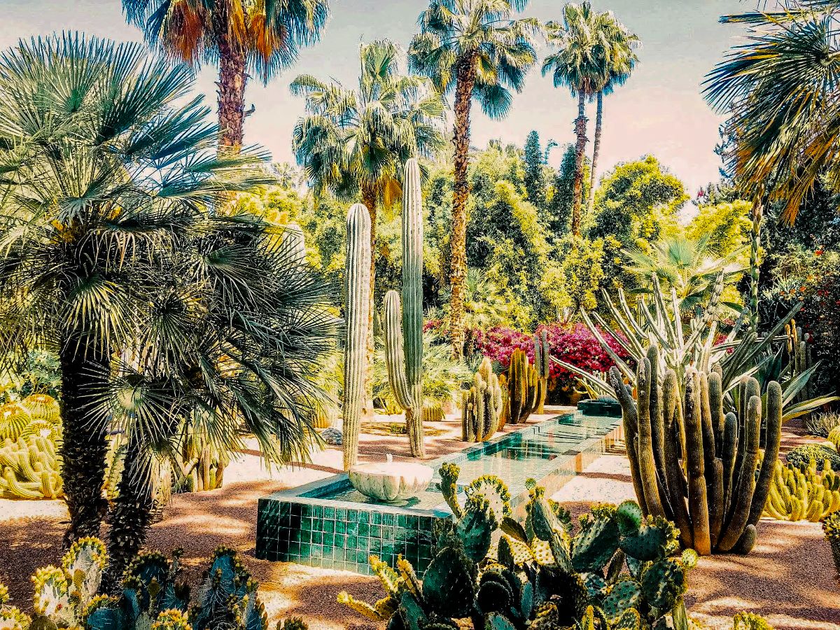 Cactus and palm trees at the Jardin Majorelle.
