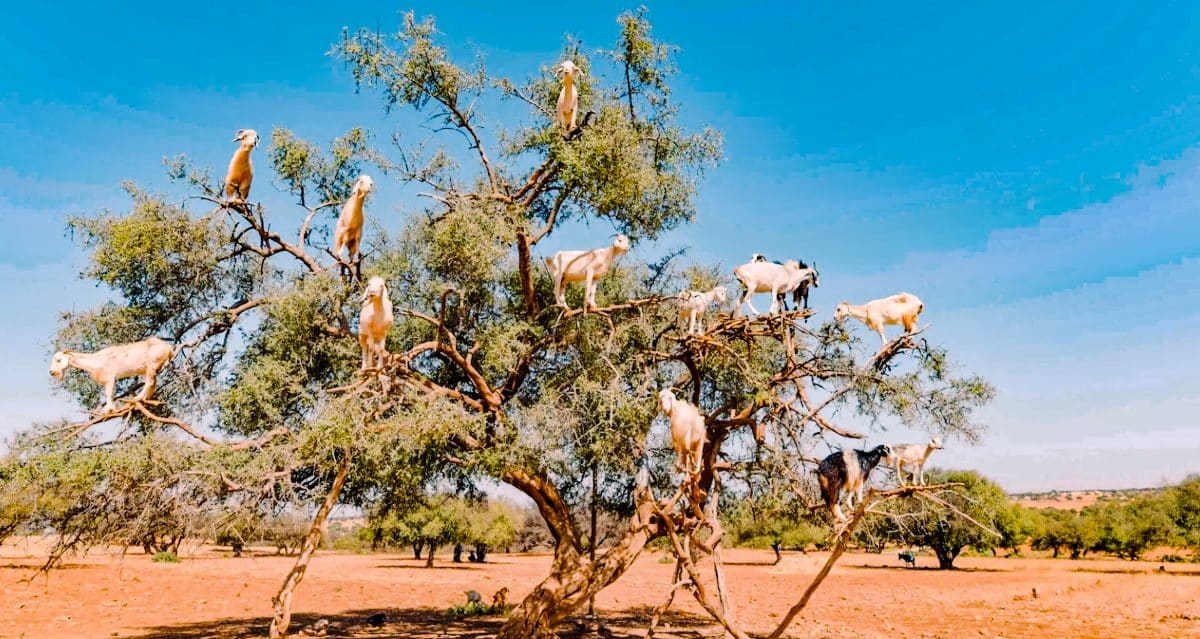 Where to See Goats on Trees in Morocco - Living to the Fullest