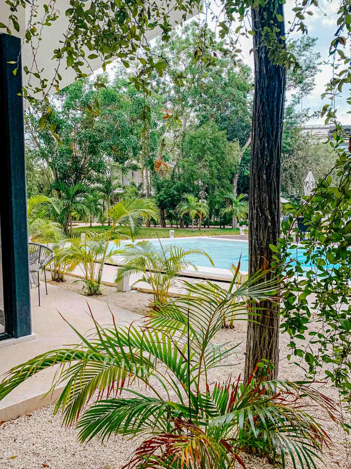 The view of a pool surrounded by Palm Trees in Tulum.